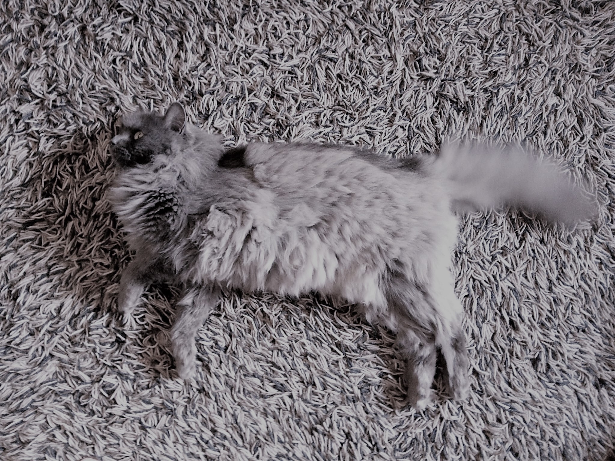 Floof on carpet,